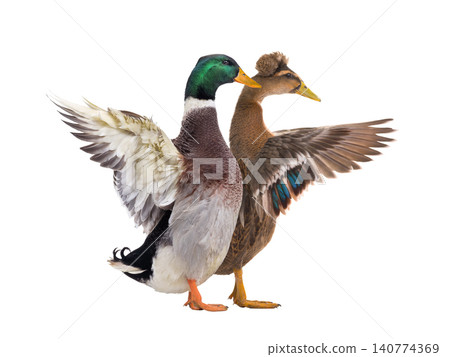 Ducks isolated on a white background Ducks isolated on a white background 140774369