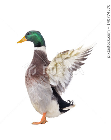duck with spread wings isolated on white background duck with spread wings isolated on white background 140774370