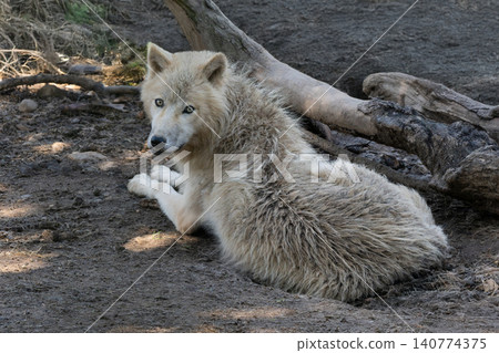 A lying Arctic wolf under a tree in summer 140774375