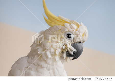 portrait of a cockatoo on a blurred background portrait of a cockatoo on a blurred background 140774376