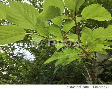 Mulberries growing amongst the vibrant green leaves 140774379