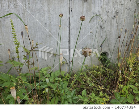 路邊和空地上自然生長的野生蔬菜和香草:野比魯 路邊和空地上自然生長的野生蔬菜和香草:野比魯 140774384
