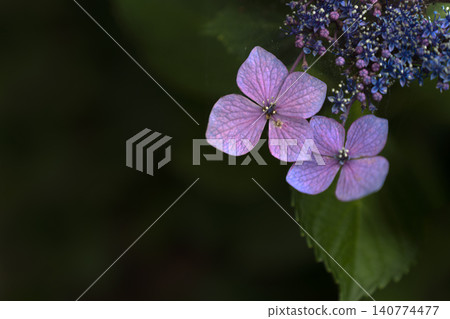 盛開的繡球花-初夏的景象。 盛開的繡球花-初夏的景象。 140774477