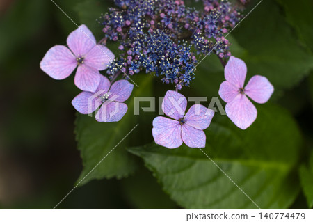 Hydrangeas in full bloom – an image of early summer. Hydrangeas in full bloom – an image of early summer. 140774479
