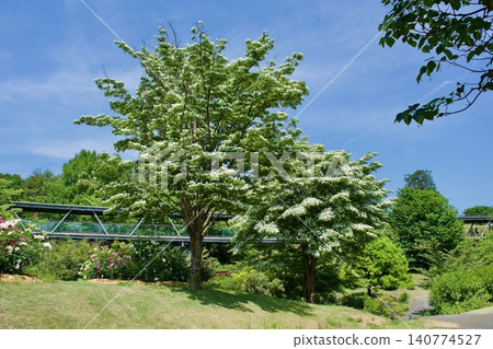 A dogwood tree in bloom on a sunny day. A dogwood tree in bloom on a sunny day. 140774527