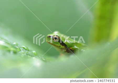 Small frog Small frog 140774531