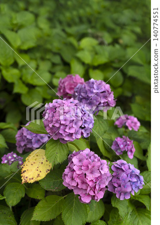 盛開的繡球花-初夏的景象。 盛開的繡球花-初夏的景象。 140774551