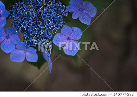 盛開的繡球花－初夏的景象。 140774552