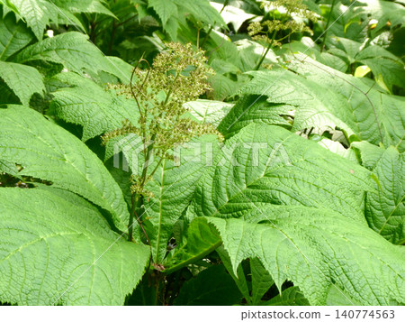 The shape of its leaves resembles the decorative carts attached to the poles of carp streamers, hence the name "cornflower." The shape of its leaves resembles the decorative carts attached to the poles of carp streamers, hence the name "cornflower." 140774563