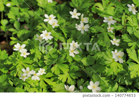 A cluster of Anemone nemorosa (Tamagaike Park, Yamato Town, Miyagi Prefecture) A cluster of Anemone nemorosa (Tamagaike Park, Yamato Town, Miyagi Prefecture) 140774653