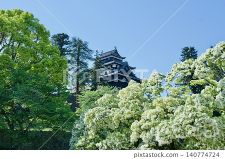 Springtime, the fringe tree in full bloom. Springtime, the fringe tree in full bloom. 140774724