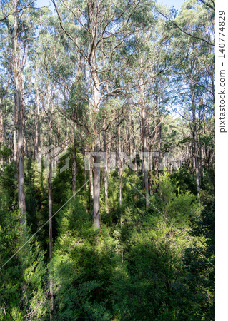Eucalyptus forest in Great Otway National Park, Australia Eucalyptus forest in Great Otway National Park, Australia 140774829