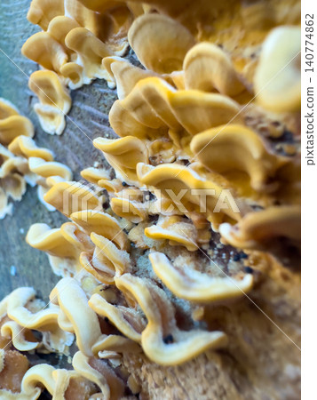Golden Fungi Cluster Golden Fungi Cluster 140774862
