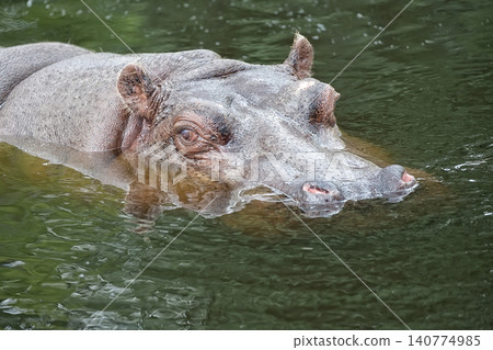 Hippopotamus in the water Hippopotamus in the water 140774985
