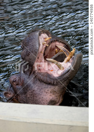 Hippopotamus in the wate Hippopotamus in the wate 140774986