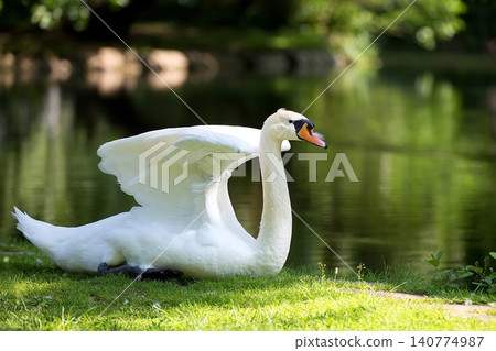 White swan near the river White swan near the river 140774987