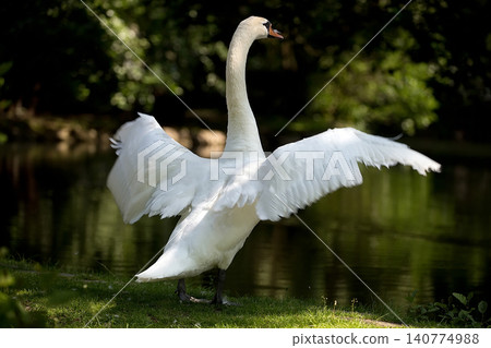 White swan near the river White swan near the river 140774988