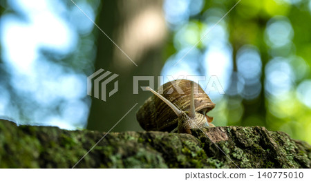 Close-up of a garden snail slowly crawling on a mossy tree branch in sunlight Close-up of a garden snail slowly crawling on a mossy tree branch in sunlight 140775010