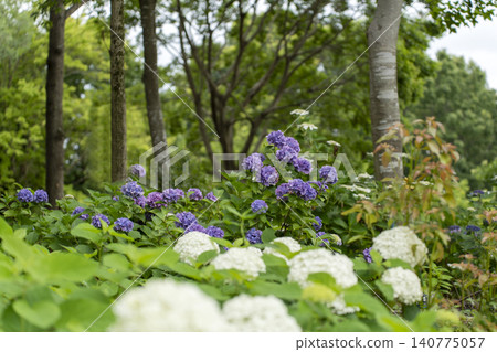 盛開的繡球花-初夏的景象。 盛開的繡球花-初夏的景象。 140775057