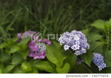 Hydrangeas in full bloom – an image of early summer. Hydrangeas in full bloom – an image of early summer. 140775058