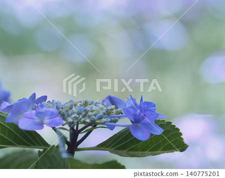 Blue hydrangea Blue hydrangea 140775201