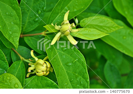 Cream-colored flowers of the yellow winter jasmine (spring, May) Cream-colored flowers of the yellow winter jasmine (spring, May) 140775670