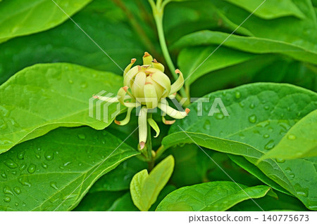 Cream-colored flowers of the yellow winter jasmine (spring, May) Cream-colored flowers of the yellow winter jasmine (spring, May) 140775673