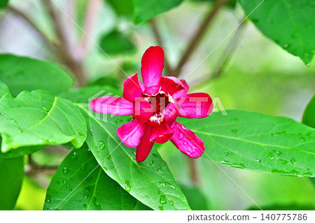 Red calycanthus heartledge wine flowers (spring, May) 140775786
