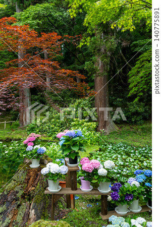 Muroji Temple Hydrangeas: Colorful Hydrangeas Muroji Temple Hydrangeas: Colorful Hydrangeas 140775891