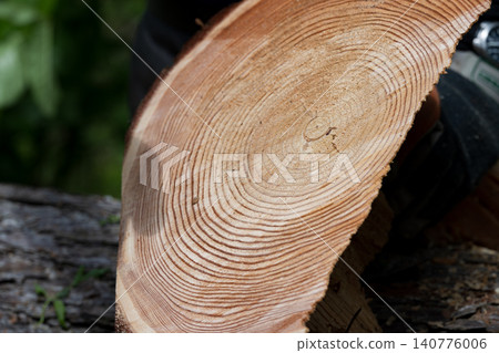 Workers inspect the annual rings of felled trees. A close-up of timber resources, symbolizing forestry, forest management, and environmental conservation. Workers inspect the annual rings of felled trees. A close-up of timber resources, symbolizing forestry, forest management, and environmental conservation. 140776006
