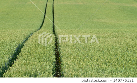 Two rows in a wheat field Two rows in a wheat field 140776151