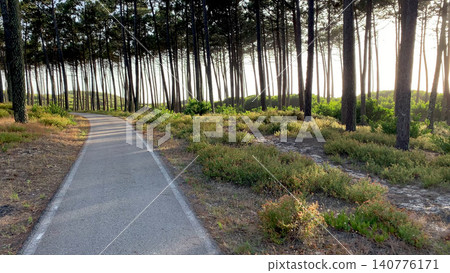 Paved Path Winding Through a Tall Pine Tree Forest at Sunset 140776171