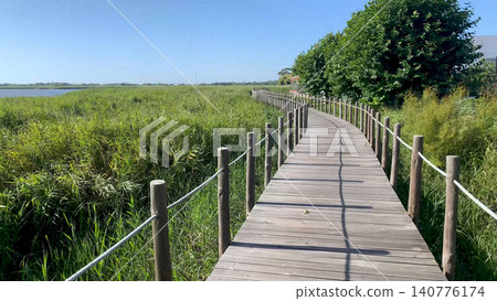Wooden Boardwalk Through Green Marshland Under Blue Sky Wooden Boardwalk Through Green Marshland Under Blue Sky 140776174