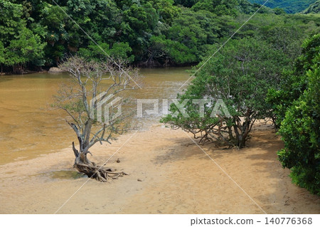 [Okinawa Prefecture] Mangrove forest along the Fukitogawa River on a sunny day (Ishigaki Island) 140776368