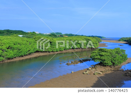 [Okinawa Prefecture] Sunny day in the mangrove forest along the Miyara River (Ishigaki Island) 140776425