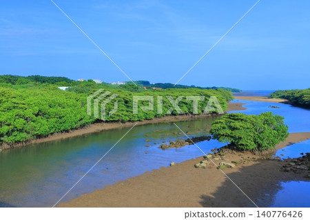 [Okinawa Prefecture] Sunny day in the mangrove forest along the Miyara River (Ishigaki Island) 140776426
