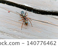 Spider that mimics ants, Salticidae, Ant spider, male 140776462