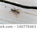 Spider that mimics ants, Salticidae, Ant spider, male 140776463