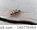 Spider that mimics ants, Salticidae, Ant spider, male 140776464