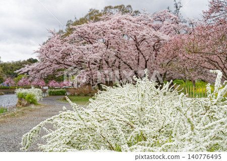 櫻花的風景 櫻花的風景 140776495
