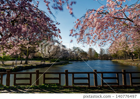 Weeping cherry blossoms blooming in strong winds 140776497