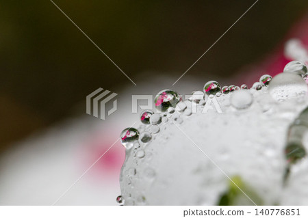 Raindrops line the petals of vinca flowers after the rain, and the flowers are reflected in them. Raindrops line the petals of vinca flowers after the rain, and the flowers are reflected in them. 140776851
