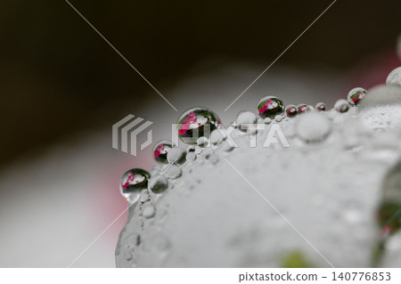 A fantastical macro photograph of a vinca flower reflected in a water droplet. 140776853