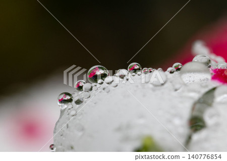 Close-up of vinca flowers reflected in raindrops Close-up of vinca flowers reflected in raindrops 140776854