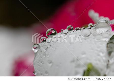 露珠和倒影排列在白色長春花的花瓣上。 140776856