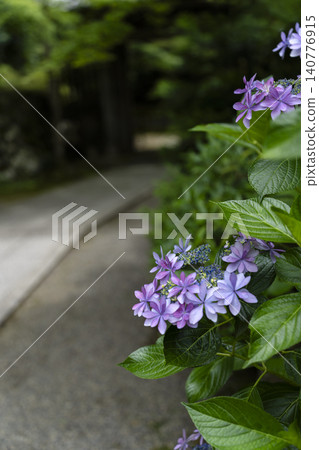 A scene of a shrine approach in early summer with hydrangeas in bloom. A scene of a shrine approach in early summer with hydrangeas in bloom. 140776915