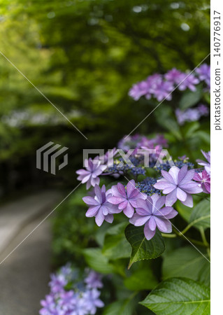 A scene of a shrine approach in early summer with hydrangeas in bloom. A scene of a shrine approach in early summer with hydrangeas in bloom. 140776917