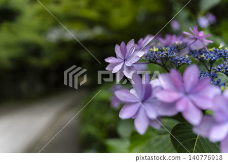 初夏時節，繡球花盛開，構成了一幅神社小路的景象。 140776918