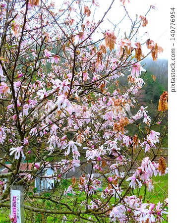 The flowers of the Magnolia kobus in the cluster of Erythronium japonicum in Sabiki, near the foot of the Daigo Cherry Tree in Maniwa City, Okayama Prefecture. The flowers of the Magnolia kobus in the cluster of Erythronium japonicum in Sabiki, near the foot of the Daigo Cherry Tree in Maniwa City, Okayama Prefecture. 140776954