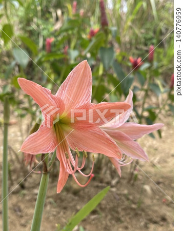 Close Up Of Striped Barbados Lily Blossom Hippeastrum Striatum Close Up Of Striped Barbados Lily Blossom Hippeastrum Striatum 140776959